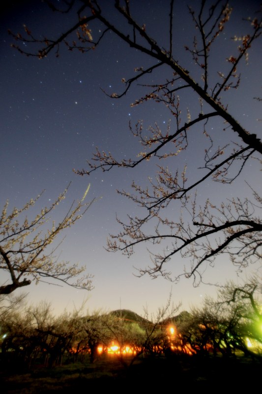 越生梅林と北斗七星