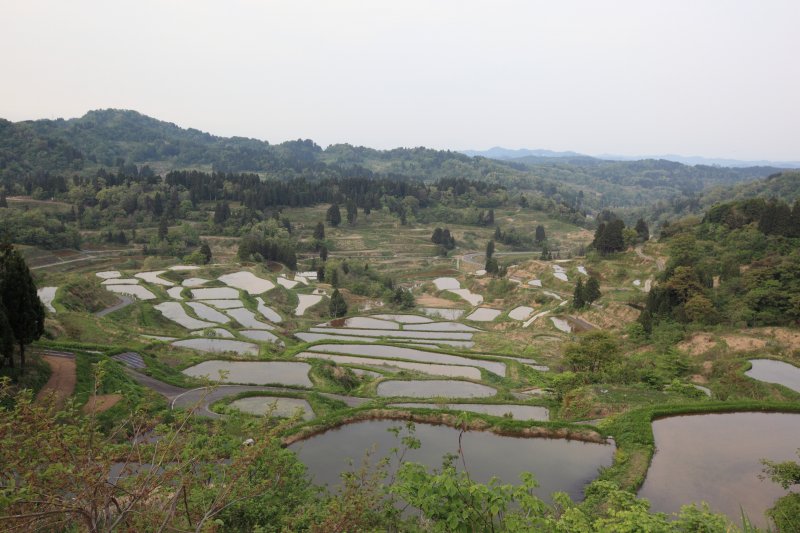 星峠の棚田
