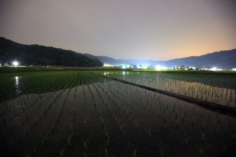 田んぼの風景2