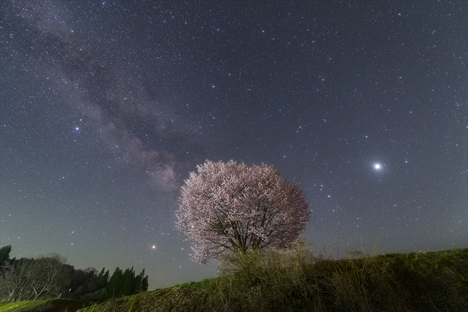 野平の桜と天の川