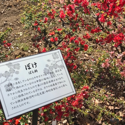 大船フラワーセンター