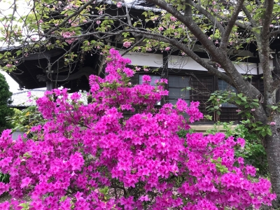 等覚寺 ツツジ