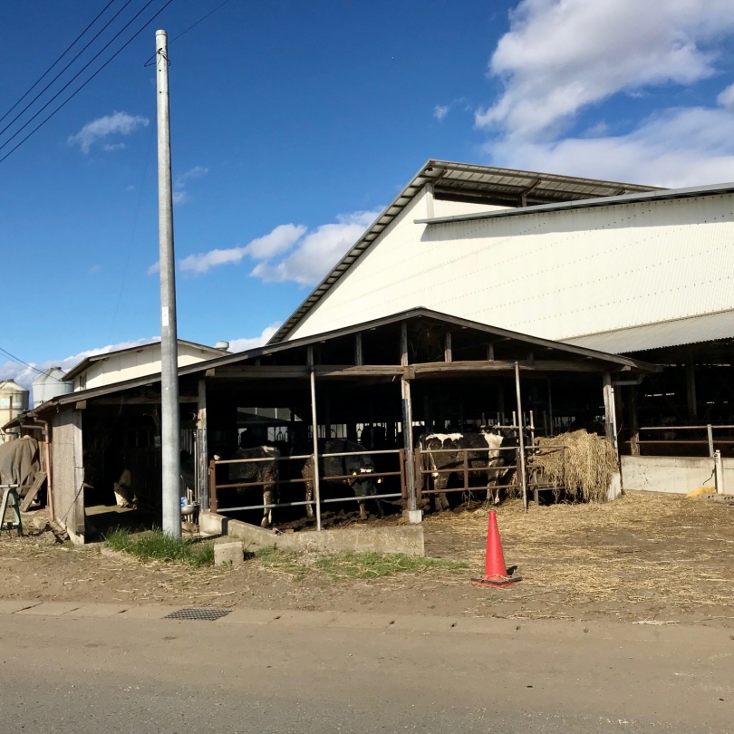 大田原_牛舎.jpg