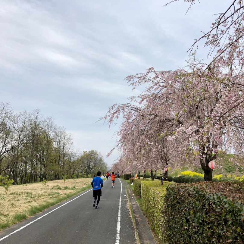 桜がまだきれい.jpg