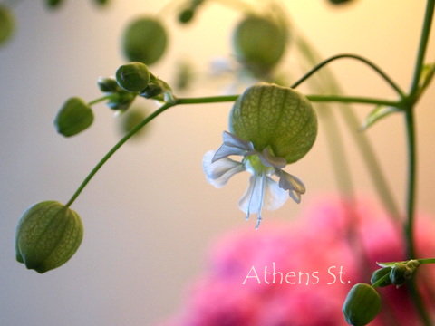 本日のお花 グリーンベル Athens St 花日記