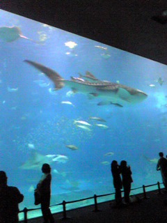 Image4791.jpg