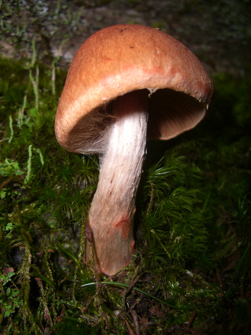 ツバフウセンタケ……数あわせで収獲したら期待外れになるかも