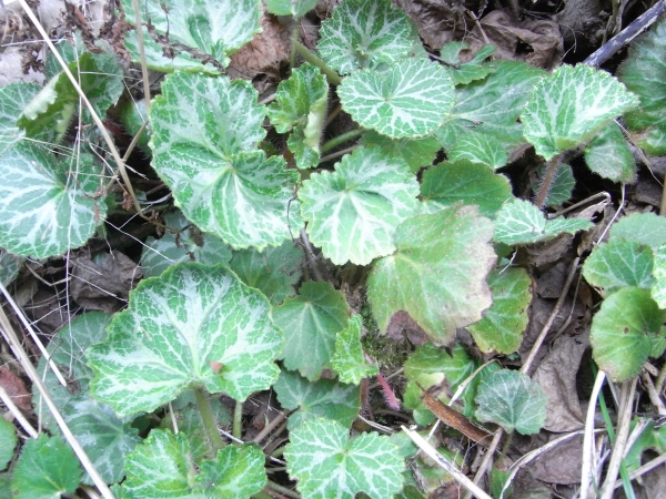 RIMG0007.JPG