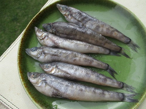 16年６月８日 水 メヒカリの塩焼き あじの南蛮漬け 根菜きんぴら わかめの酢の物 食べたものを記録しています