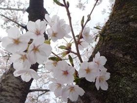 かっぱ花見4.JPG