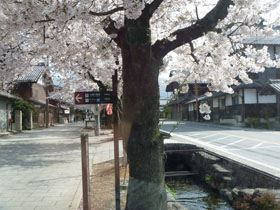 一峰・小幡花見1.JPG