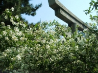 卯の花(うつぎ)