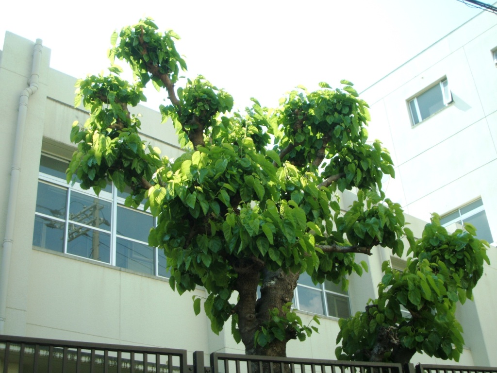 桑津小学校の桑の木