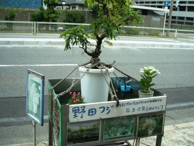野田藤