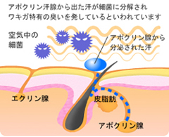 アポクリン腺