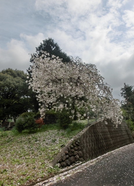 吉井の枝垂桜