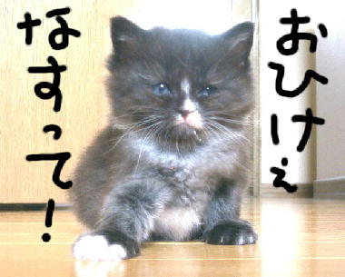 おひけぇなすって!