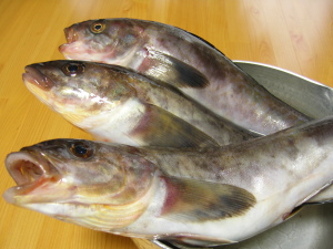 生ホッケ