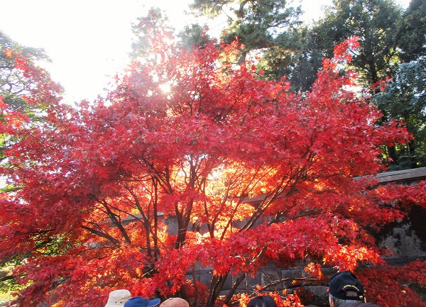 「大嘗宮」の一般公開【2019年12月】