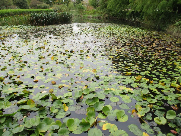 神奈川県立花と緑のふれあいセンター　花菜（かな）ガーデン【2022年10月】