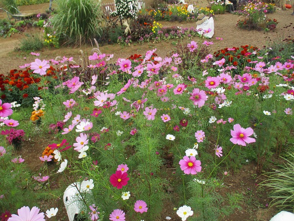 神奈川県立花と緑のふれあいセンター　花菜（かな）ガーデン【2022年10月】