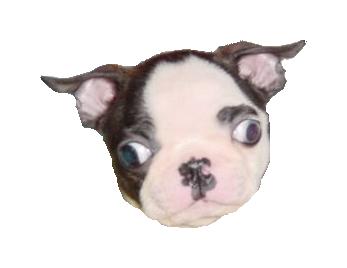 サップ