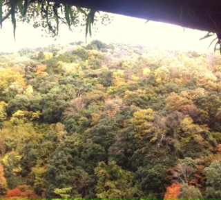愛宕神社 紅葉
