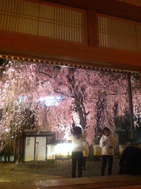 惠福寺 しだれ桜 01