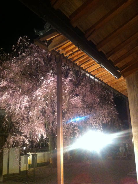惠福寺 しだれ桜 02