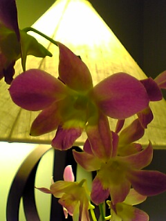 20070527_390975.jpg