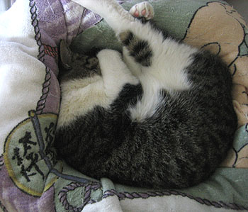 箱猫
