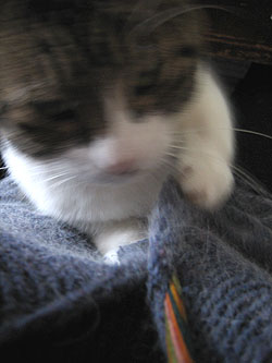 超高速フミフミ猫