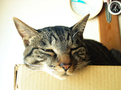 hana_box.jpg