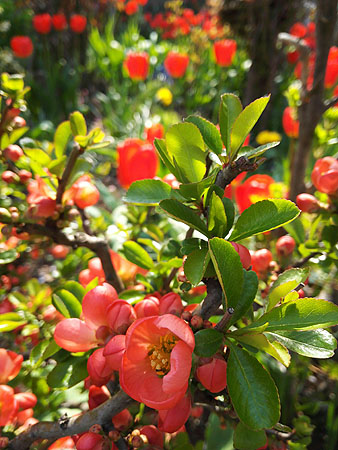 flower01.jpg