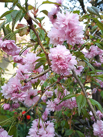 flower02.jpg