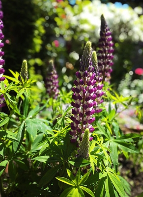2017-06-05-11.33.23.jpg