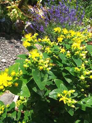 IMG_20190711_093915.jpg
