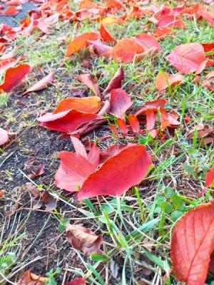 IMG_20201027_162804.jpg