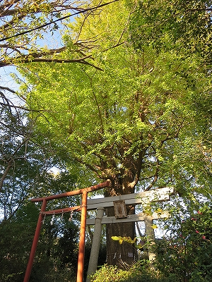 東京都北区　中十条　イチョウの樹