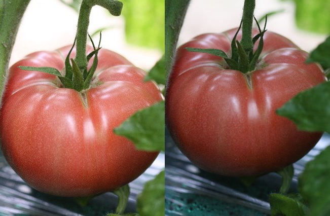 tomato.jpg