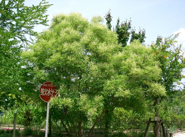 Fraxinus_japonica3.jpg