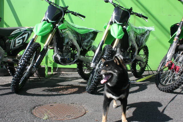 うえの Volkswagen Audi Valve Spring 06j 109 623 K OE: 06j109623K