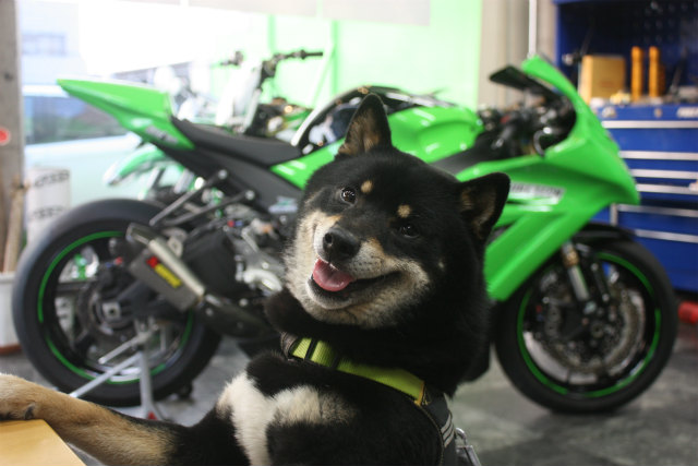 史上最も激安 中古車！ ZX-10R サーキット仕様 ピュアログ | 美容液