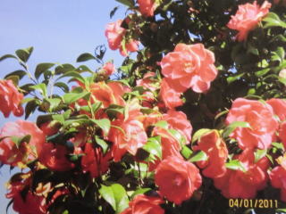 CIMG0944.JPG