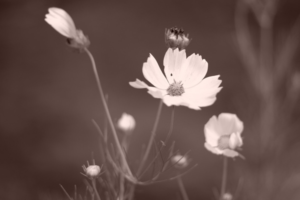 IMGP9811.JPG