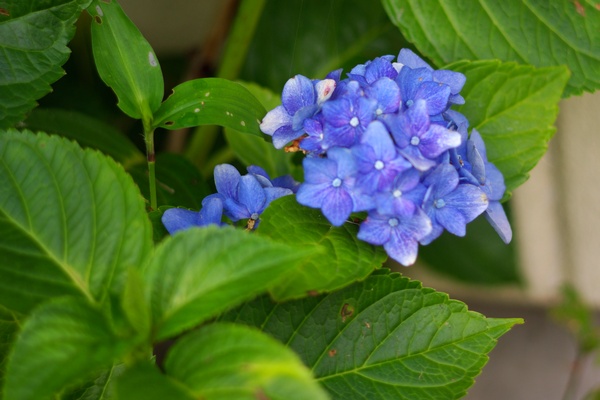 IMGP9823.JPG
