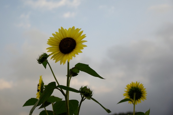 IMGP0157.JPG