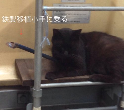 黒猫1