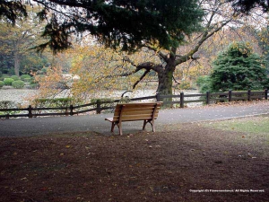 Photograph ofThe Sinsyuku Gyoen National Garden