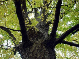 Photograph of The Sinsyuku Gyoen National Garden